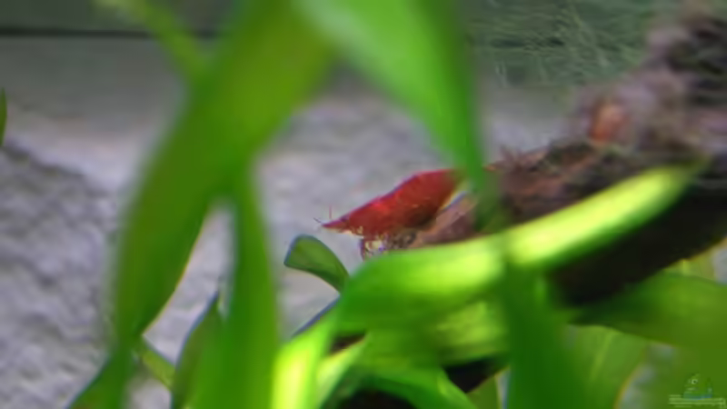 Besatz im Aquarium Flat Impression von navigator1 (26)