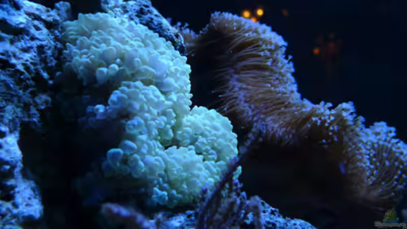 Besatz im Aquarium Flev´s MeWa Tank von Flevus (27)