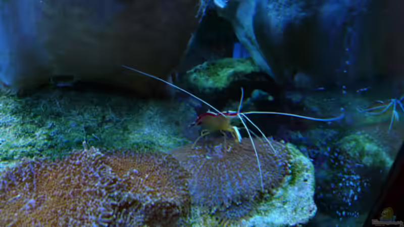 Besatz im Aquarium Flev´s MeWa Tank von Flevus (30)