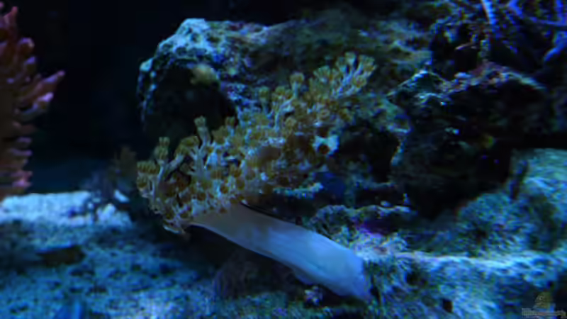 Besatz im Aquarium Flev´s MeWa Tank von Flevus (31)