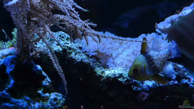 Besatz im Aquarium Flev´s MeWa Tank von Flevus (33)