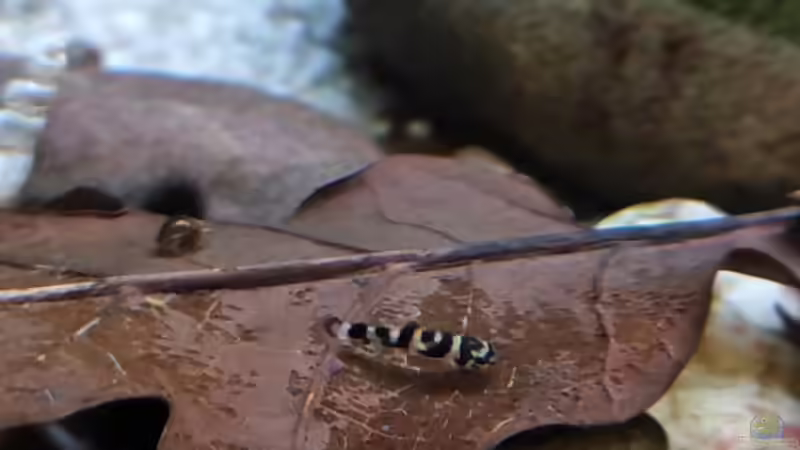 Besatz im Aquarium Flossensauger Becken von Bea Krings (4)