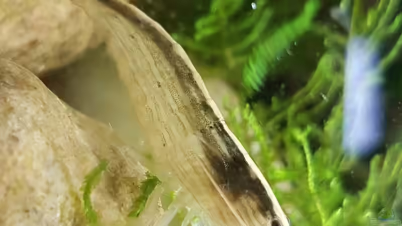 Besatz im Aquarium Flowing Asian River von Leon (16)