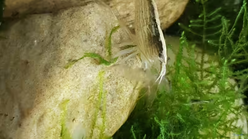 Besatz im Aquarium Flowing Asian River von Leon (18)