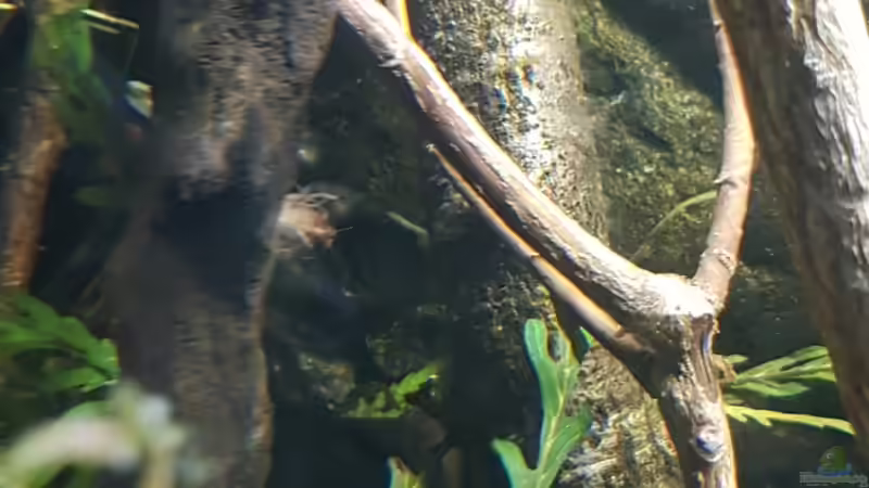 Besatz im Aquarium Flowing Asian River von Leon (19)