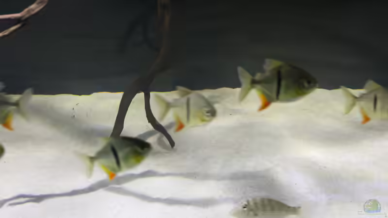 Besatz im Aquarium Fluss-Monster (Nur noch als Beispiel) von Bernd N. (100)