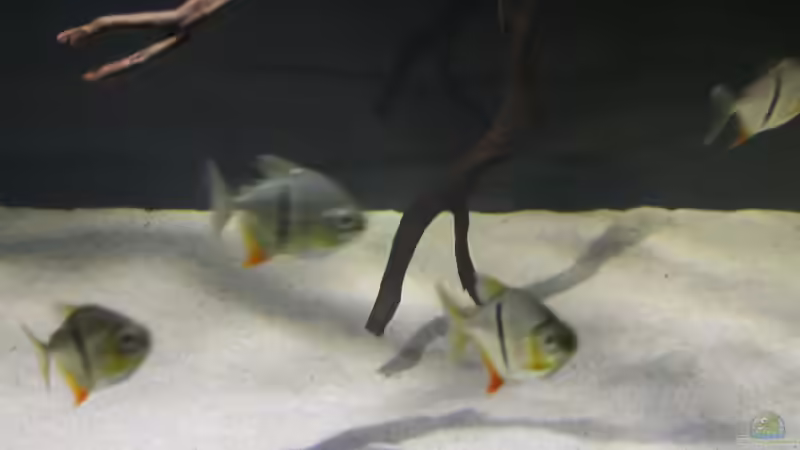 Besatz im Aquarium Fluss-Monster (Nur noch als Beispiel) von Bernd N. (101)