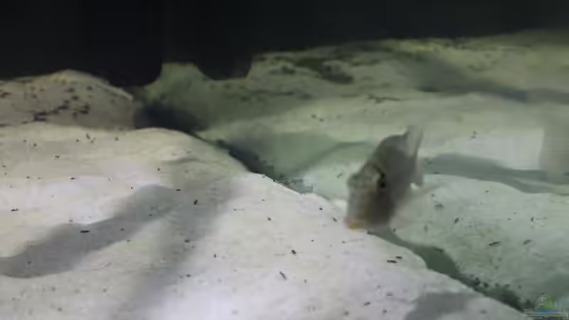 Besatz im Aquarium Fluss-Monster (Nur noch als Beispiel) von Bernd N. (104)