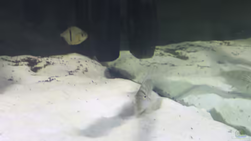 Besatz im Aquarium Fluss-Monster (Nur noch als Beispiel) von Bernd N. (105)