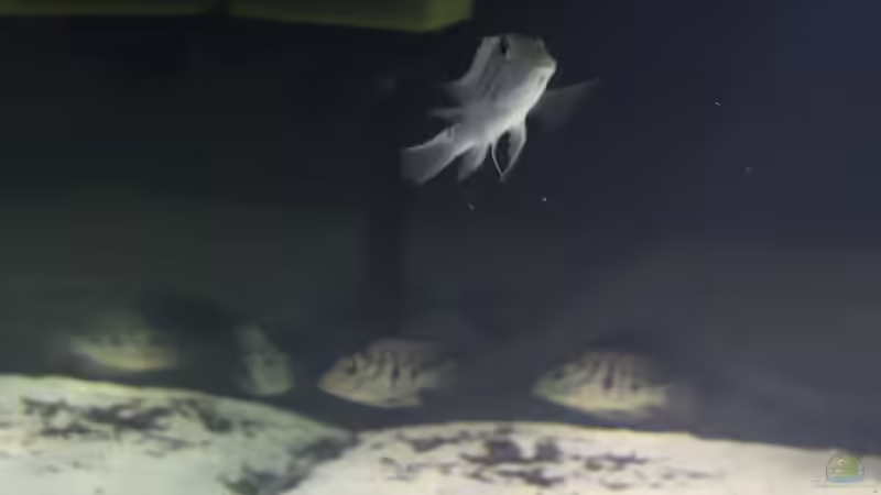 Besatz im Aquarium Fluss-Monster (Nur noch als Beispiel) von Bernd N. (106)