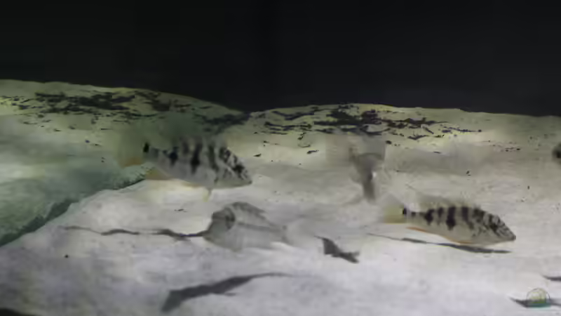 Besatz im Aquarium Fluss-Monster (Nur noch als Beispiel) von Bernd N. (107)