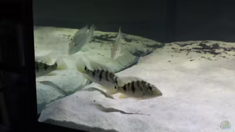 Besatz im Aquarium Fluss-Monster (Nur noch als Beispiel) von Bernd N. (108)