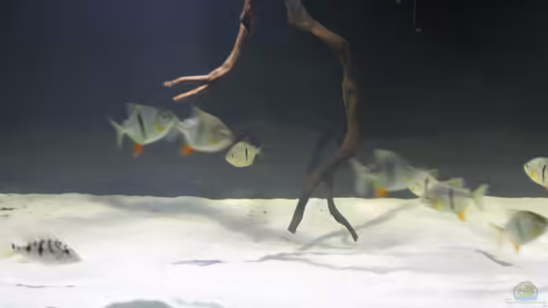 Besatz im Aquarium Fluss-Monster (Nur noch als Beispiel) von Bernd N. (109)