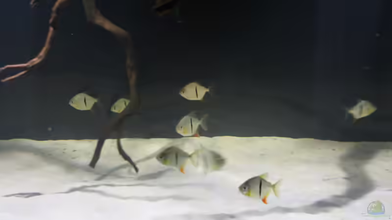 Besatz im Aquarium Fluss-Monster (Nur noch als Beispiel) von Bernd N. (110)