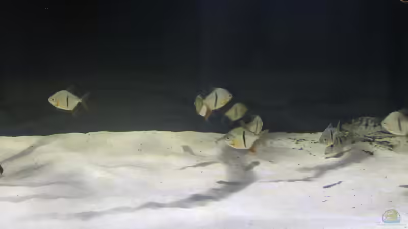 Besatz im Aquarium Fluss-Monster (Nur noch als Beispiel) von Bernd N. (111)