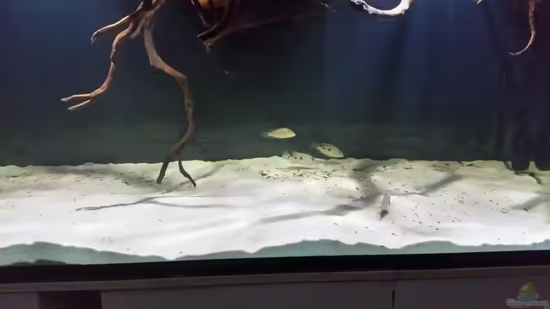 Besatz im Aquarium Fluss-Monster (Nur noch als Beispiel) von Bernd N. (113)