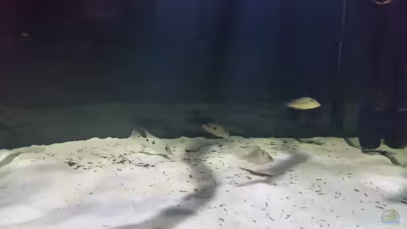 Besatz im Aquarium Fluss-Monster (Nur noch als Beispiel) von Bernd N. (114)