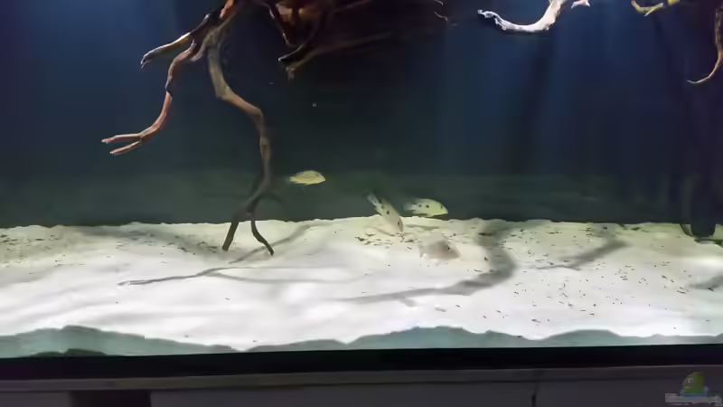 Besatz im Aquarium Fluss-Monster (Nur noch als Beispiel) von Bernd N. (115)