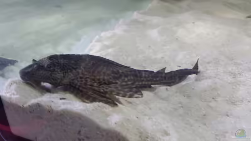 Besatz im Aquarium Fluss-Monster (Nur noch als Beispiel) von Bernd N. (116)