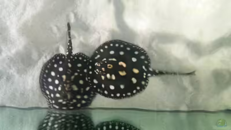 Besatz im Aquarium Fluss-Monster (Nur noch als Beispiel) von Bernd N. (71)