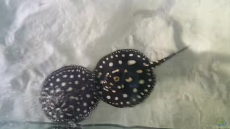 Besatz im Aquarium Fluss-Monster (Nur noch als Beispiel) von Bernd N. (72)