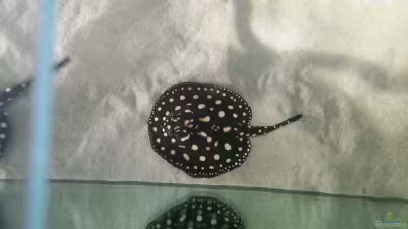 Besatz im Aquarium Fluss-Monster (Nur noch als Beispiel) von Bernd N. (73)