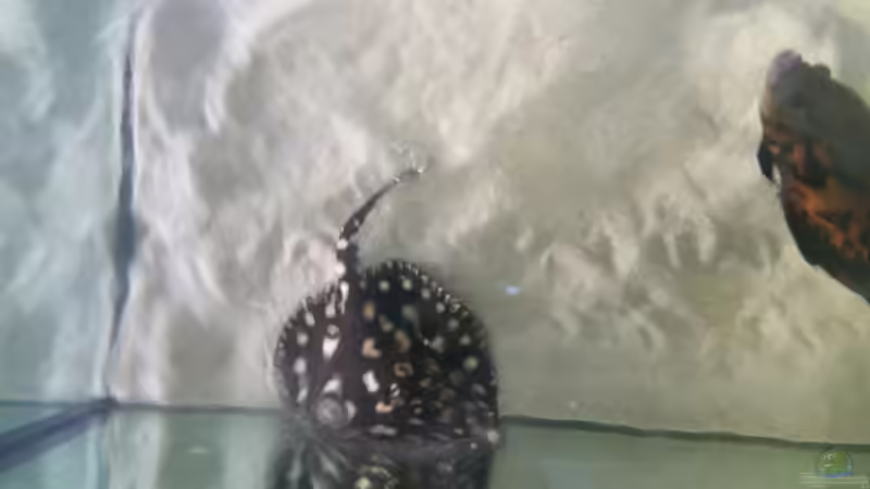 Besatz im Aquarium Fluss-Monster (Nur noch als Beispiel) von Bernd N. (74)