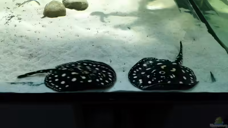 Besatz im Aquarium Fluss-Monster (Nur noch als Beispiel) von Bernd N. (75)