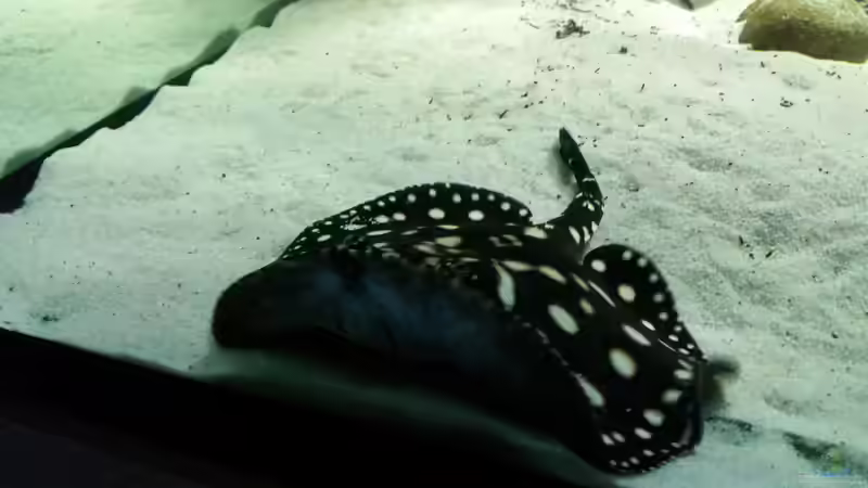 Besatz im Aquarium Fluss-Monster (Nur noch als Beispiel) von Bernd N. (76)