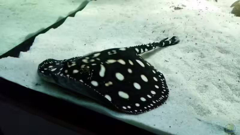 Besatz im Aquarium Fluss-Monster (Nur noch als Beispiel) von Bernd N. (78)