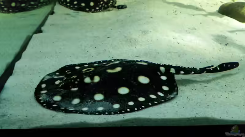 Besatz im Aquarium Fluss-Monster (Nur noch als Beispiel) von Bernd N. (79)