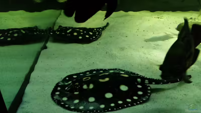 Besatz im Aquarium Fluss-Monster (Nur noch als Beispiel) von Bernd N. (80)