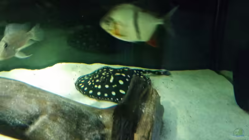 Besatz im Aquarium Fluss-Monster (Nur noch als Beispiel) von Bernd N. (82)