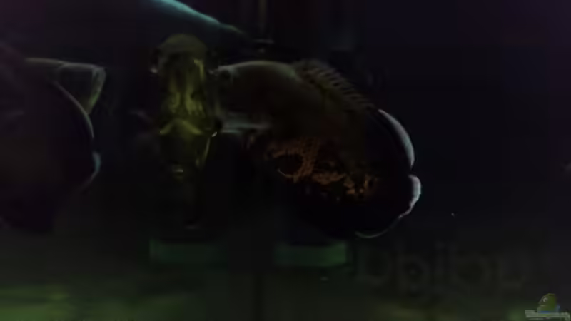 Besatz im Aquarium Fluss-Monster (Nur noch als Beispiel) von Bernd N. (84)