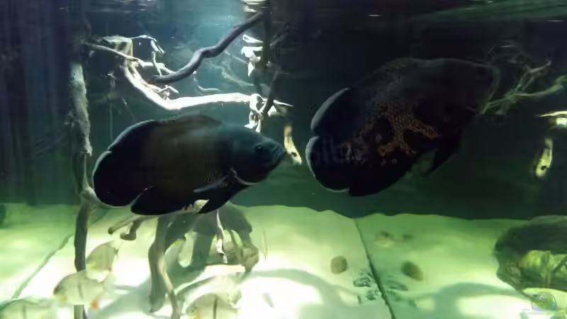 Besatz im Aquarium Fluss-Monster (Nur noch als Beispiel) von Bernd N. (85)