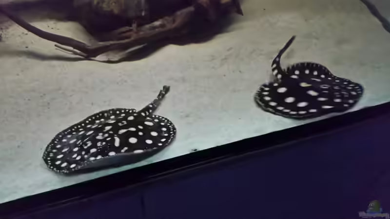 Besatz im Aquarium Fluss-Monster (Nur noch als Beispiel) von Bernd N. (87)