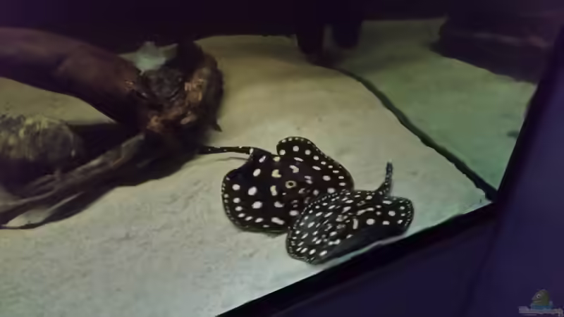 Besatz im Aquarium Fluss-Monster (Nur noch als Beispiel) von Bernd N. (88)