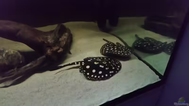 Besatz im Aquarium Fluss-Monster (Nur noch als Beispiel) von Bernd N. (89)