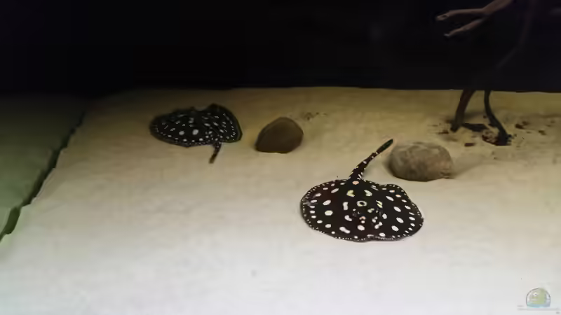 Besatz im Aquarium Fluss-Monster (Nur noch als Beispiel) von Bernd N. (90)