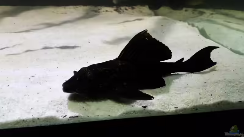 Besatz im Aquarium Fluss-Monster (Nur noch als Beispiel) von Bernd N. (91)