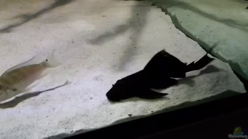 Besatz im Aquarium Fluss-Monster (Nur noch als Beispiel) von Bernd N. (92)