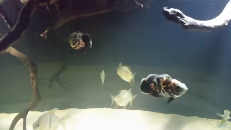 Besatz im Aquarium Fluss-Monster (Nur noch als Beispiel) von Bernd N. (93)