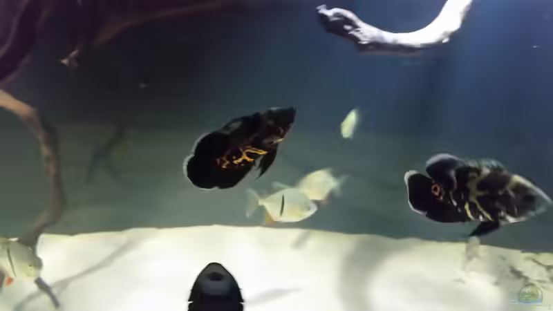 Besatz im Aquarium Fluss-Monster (Nur noch als Beispiel) von Bernd N. (94)