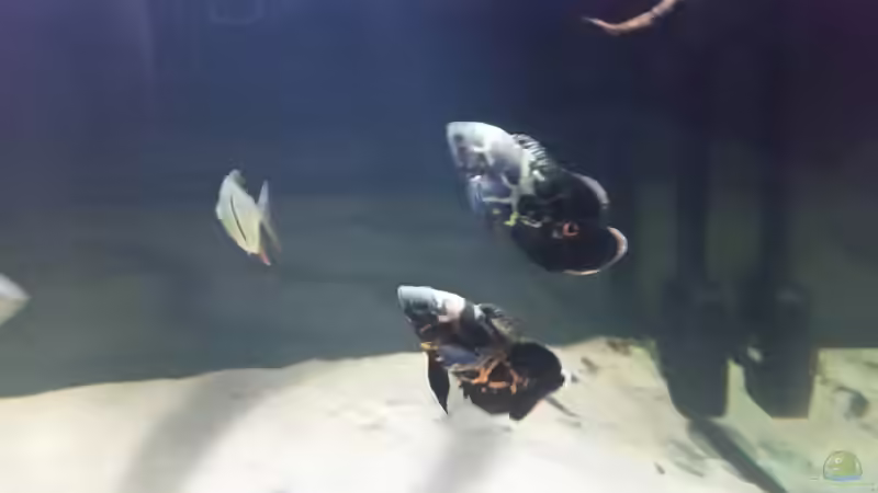 Besatz im Aquarium Fluss-Monster (Nur noch als Beispiel) von Bernd N. (95)