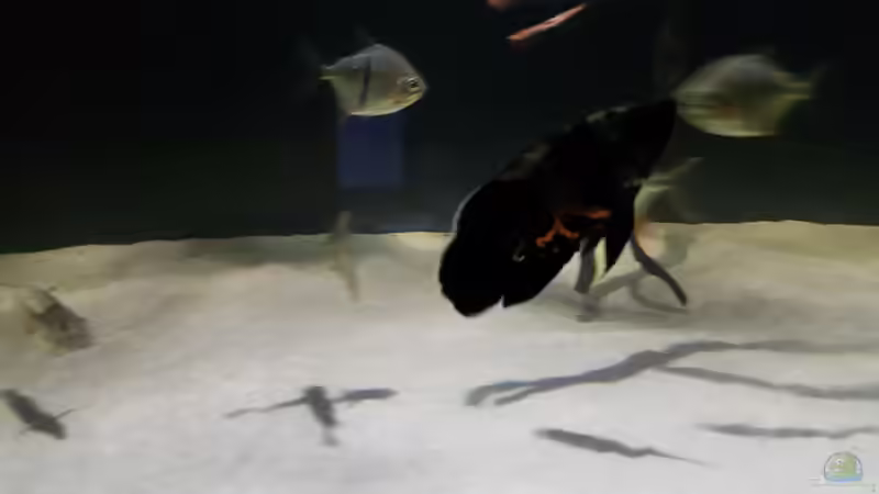 Besatz im Aquarium Fluss-Monster (Nur noch als Beispiel) von Bernd N. (96)