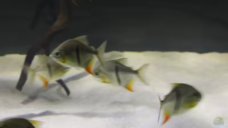 Besatz im Aquarium Fluss-Monster (Nur noch als Beispiel) von Bernd N. (99)