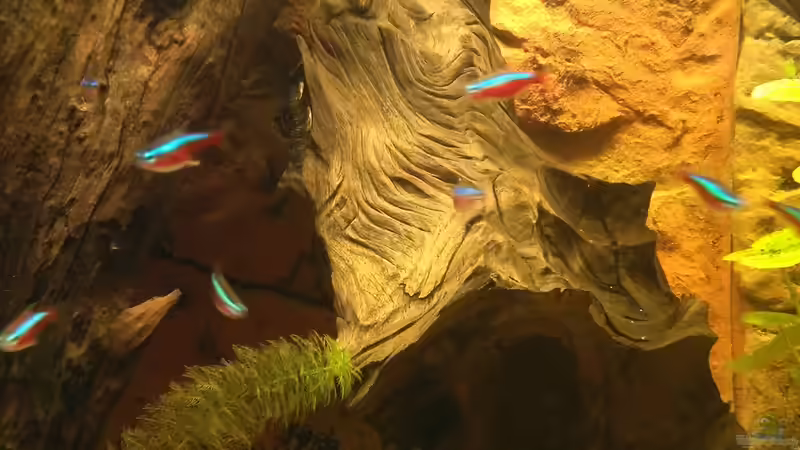 Besatz im Aquarium Fluss Ufer (Nur noch als Beispiel) von Kai Heermann (15)