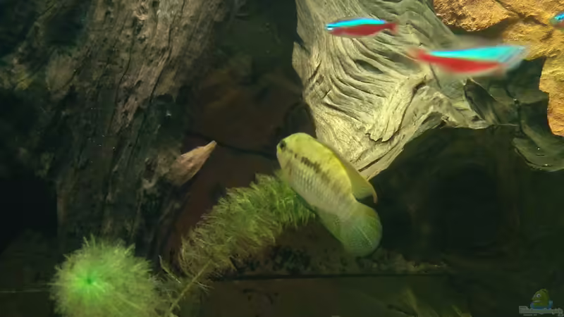 Besatz im Aquarium Fluss Ufer (Nur noch als Beispiel) von Kai Heermann (16)