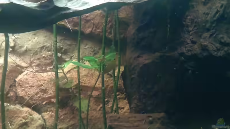 Besatz im Aquarium Fluss Ufer (Nur noch als Beispiel) von Kai Heermann (19)