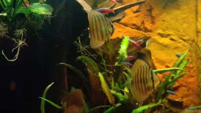 Besatz im Aquarium Fluss Ufer (Nur noch als Beispiel) von Kai Heermann (21)